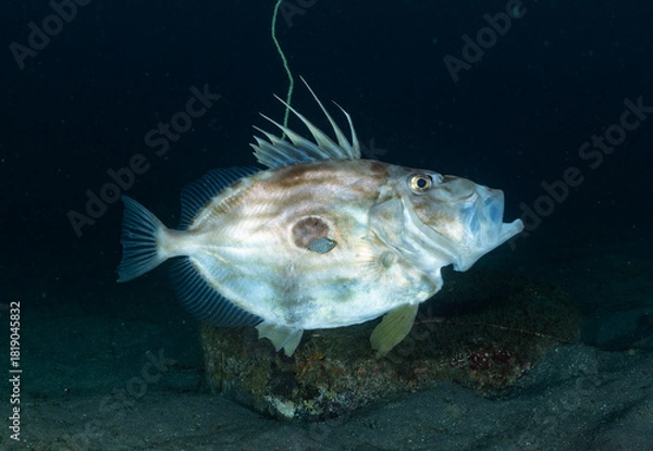 Obraz マトウダイ