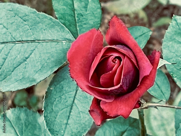 Fototapeta 深紅のバラのロマンティックなクローズアップ写真