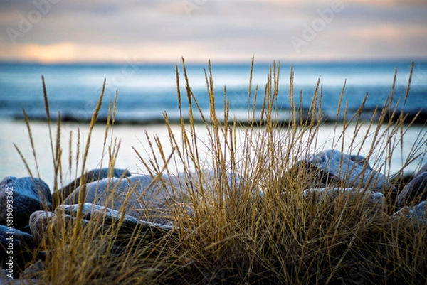 Fototapeta Coastal Grass and Frosted Rocks by the Sea