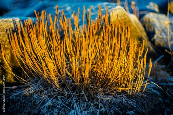 Fototapeta Golden Dry Grass in Winter Sunlight
