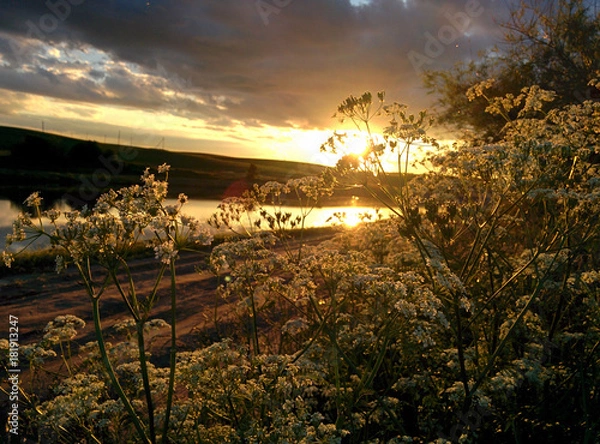 Fototapeta wildflowers