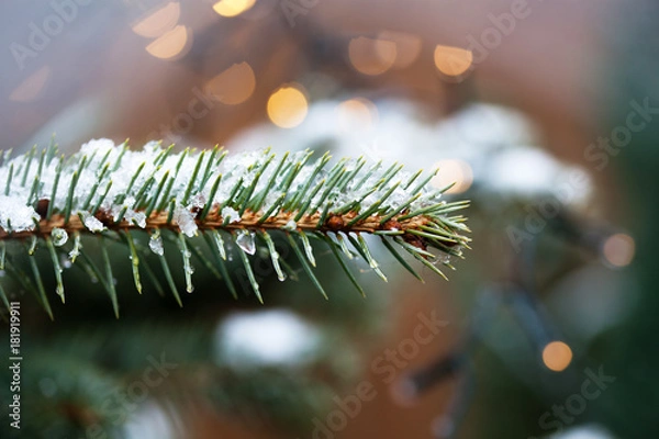 Obraz fir branches close up