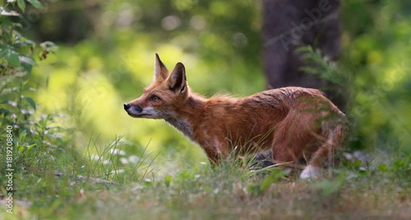 Obraz red fox in nature during summer