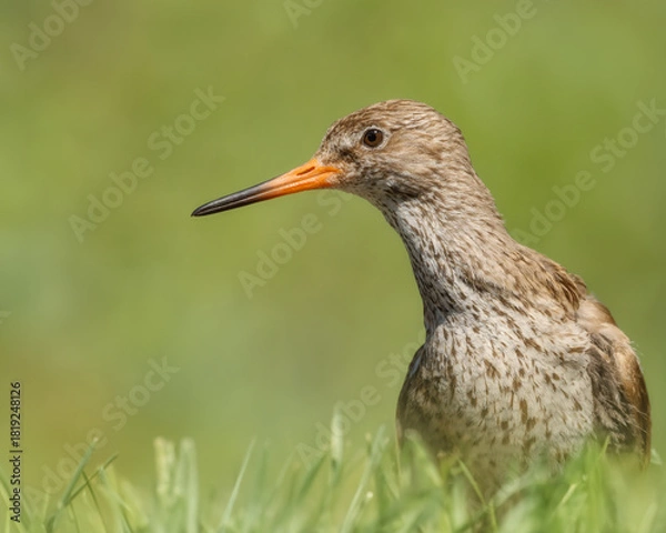 Obraz Redshank on a meadow