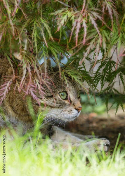 Obraz Tabby cat lurking among the leaves of an Acer