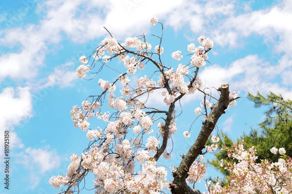Obraz Cherry Blossom Flower