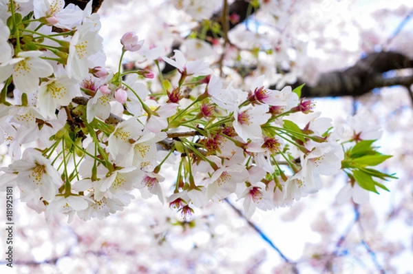 Obraz Cherry Blossom Flower
