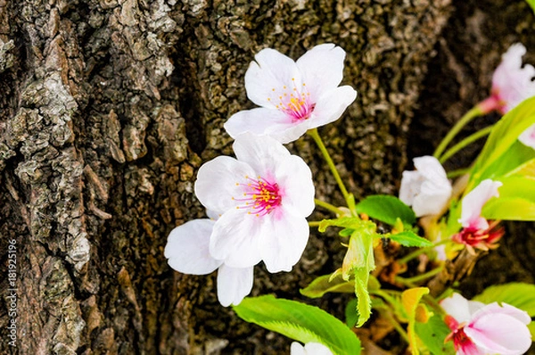 Obraz Cherry Blossom Flower