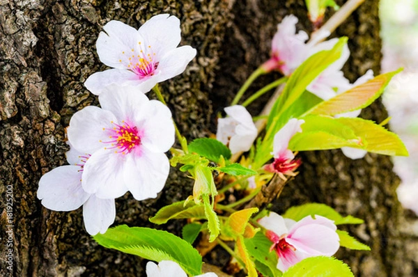 Obraz Cherry Blossom Flower