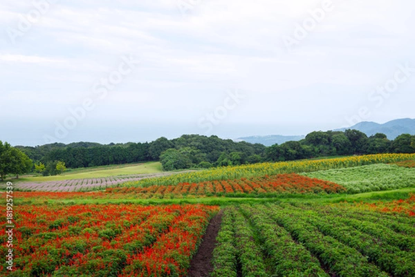 Obraz 雨の兵庫県立公園あわじ花さじき