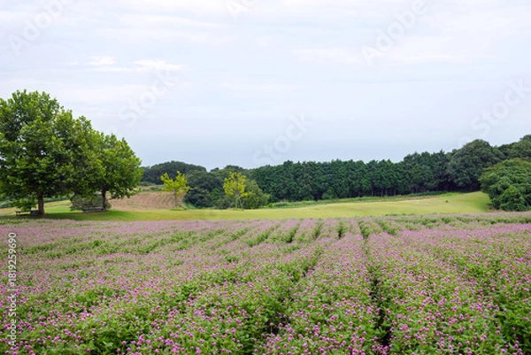 Obraz 雨の兵庫県立公園あわじ花さじき