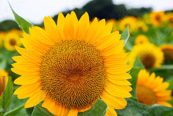 Obraz 雨の兵庫県立公園あわじ花さじき