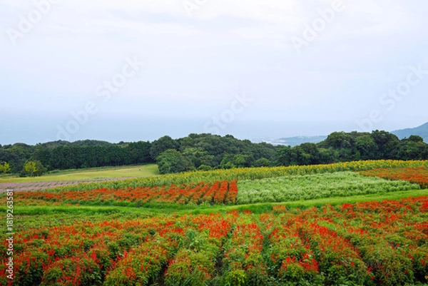 Obraz 雨の兵庫県立公園あわじ花さじき