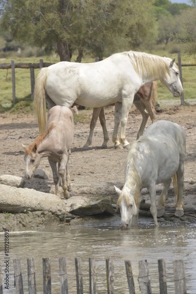 Fototapeta Petite soif