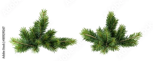 Obraz Christmas pine needles isolated on white background