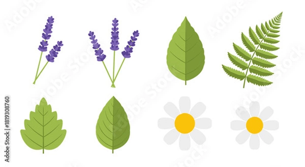 Obraz A collection of various botanical illustrations featuring lavender, mint leaves, a fern frond, and daisies.