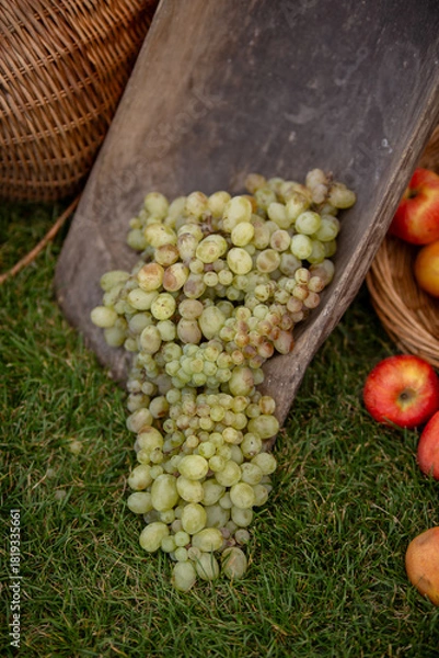 Fototapeta Fresh Green Grapes on Wooden Scoop With Apples in Rustic Outdoor Setting