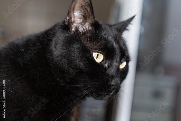 Fototapeta Black cat closeup headshot portrait by the window