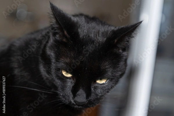Fototapeta Black cat closeup headshot portrait by the window