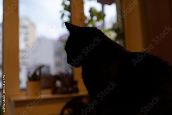 Fototapeta Side portrait of a black cat looking through the window