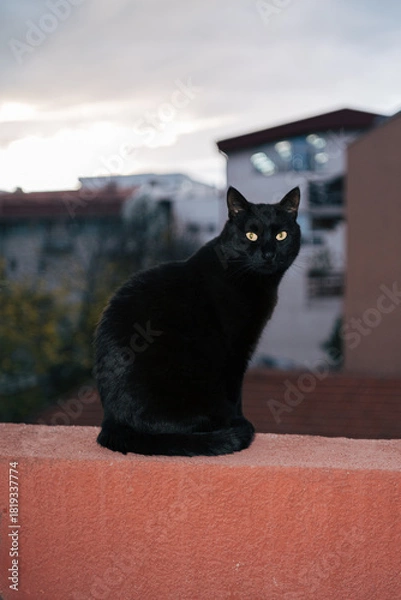 Obraz Black cat on the terrace portrait