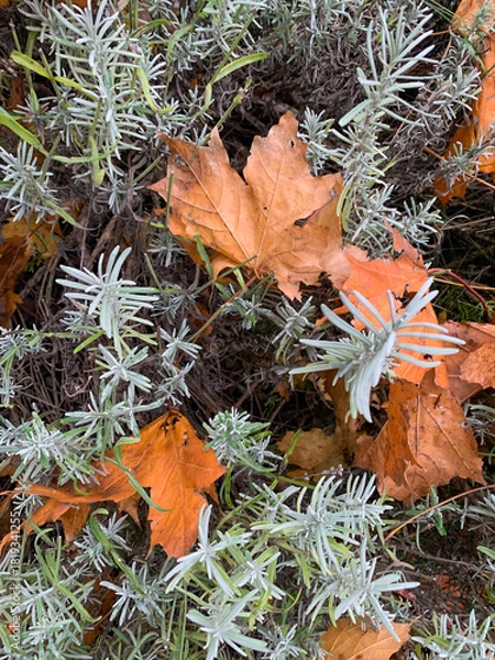 Obraz autumn leaves in the forest