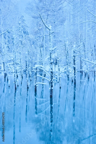 Obraz 雪の降った美瑛白金の青い池
