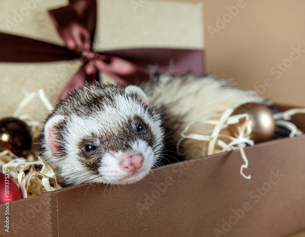 Fototapeta Ferret curled inside a gift box, surrounded by crinkled tissue paper and Christmas baubles. Ai