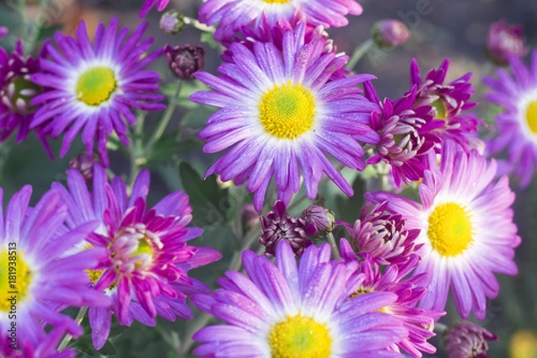 Obraz chrysanthemum in bloom