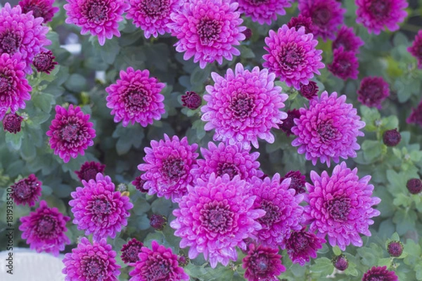 Obraz chrysanthemum in bloom