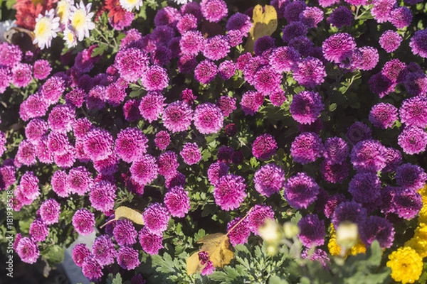 Obraz chrysanthemum in bloom
