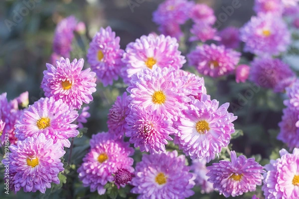 Obraz chrysanthemum in bloom