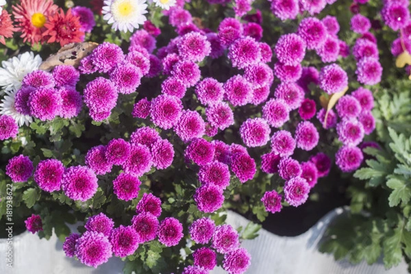 Obraz chrysanthemum in bloom