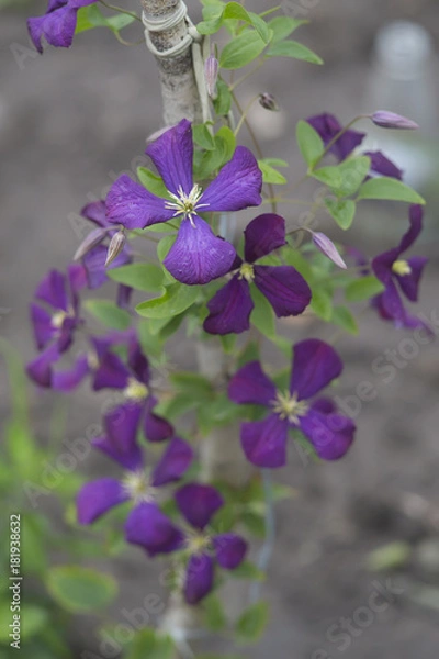 Obraz Clematis in bloom