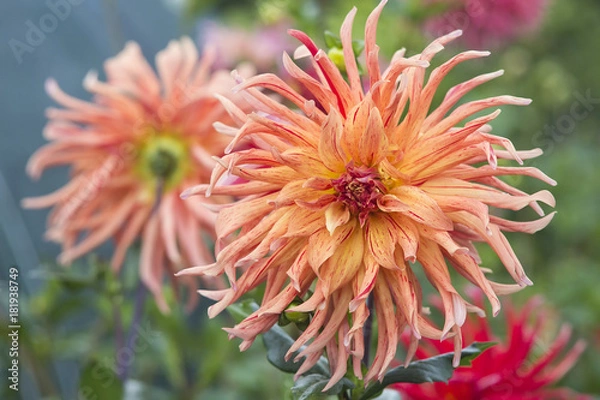 Obraz Dahlia in Bloom