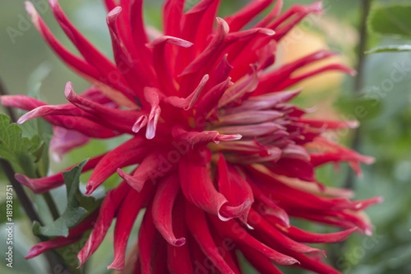 Obraz Dahlia in Bloom