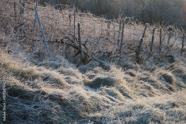 Obraz Vineyard with Hoarfrost