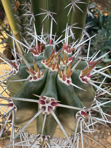Fototapeta Close-up of Cactus with Sharp White Spines and Green Body