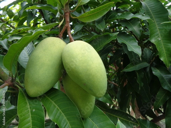 Obraz Green mango on the tree