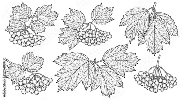 Fototapeta Detailed botanical illustrations of viburnum branches featuring distinctive lobed leaves and clusters of round berries, perfect for nature-themed designs.