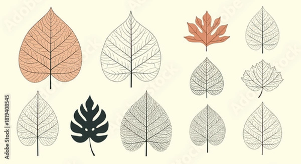 Fototapeta A diverse collection of stylized vector leaves in various shapes and venation patterns, presented on a light background.