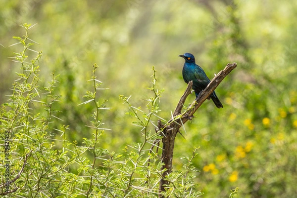 Obraz Greater Blue-eared Starling (Lamprotornis chalybaeus nordmanni), Addo Elephant National Park, South Africa.
