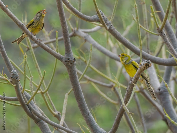 Fototapeta Atlantic Canaries communicating on branches, Tenerife
