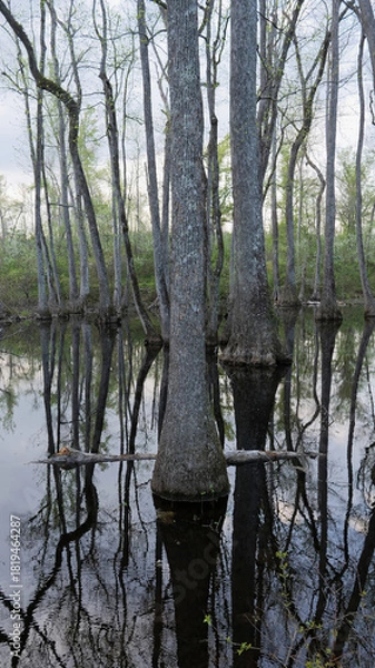 Fototapeta Flooded cypress swamp forest with tree reflections in still water in Mississippi, Southern USA