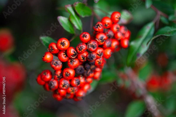 Obraz Firethorn berries (Pyracantha)