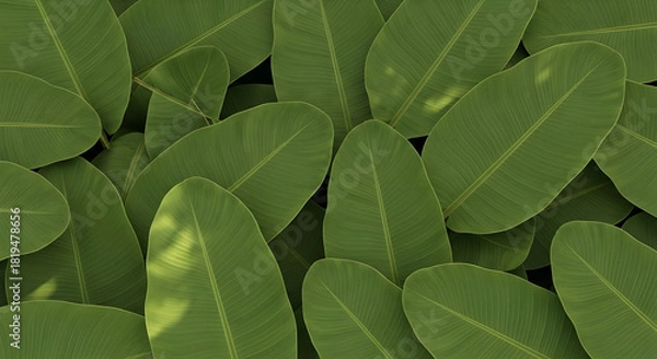 Obraz Top-down view of large banana leaves overlapping to create a bold natural pattern, soft shadows, premium quality greenery background.