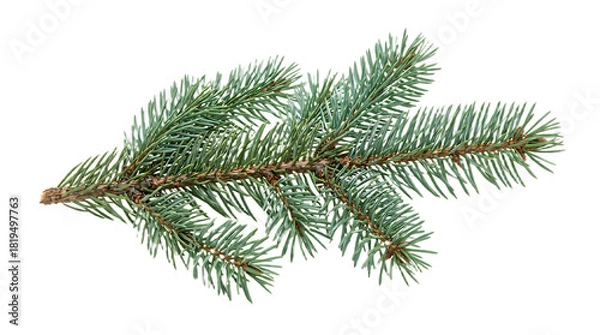Fototapeta Spruce branch. Green fir. Realistic Christmas tree llustration for Xmas cards, New year party posters isolated Transparent png background. Generative ai