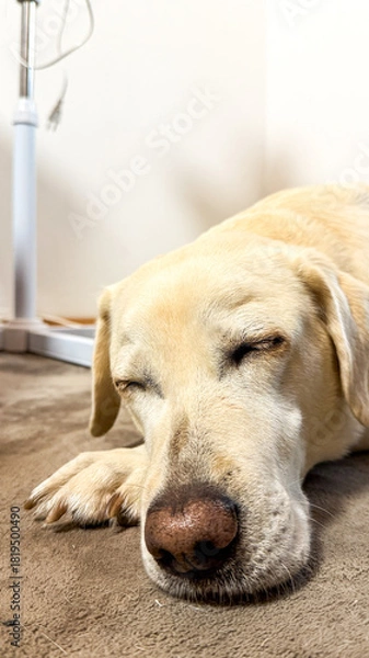 Fototapeta Drowsy Labrador napping in afternoon sunshine, embodying canine tranquility, reminiscent of National Pet Day and International Sleep Day