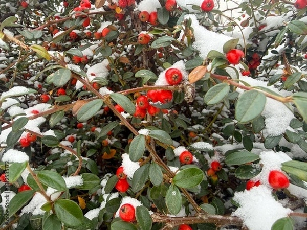 Fototapeta Red Cotoneaster under the snow