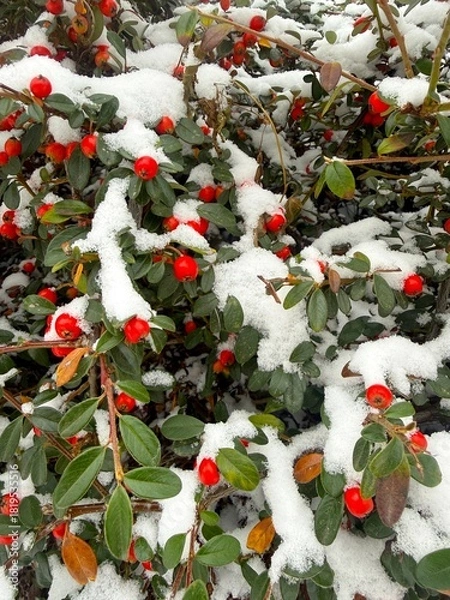 Fototapeta Red Cotoneaster under the snow